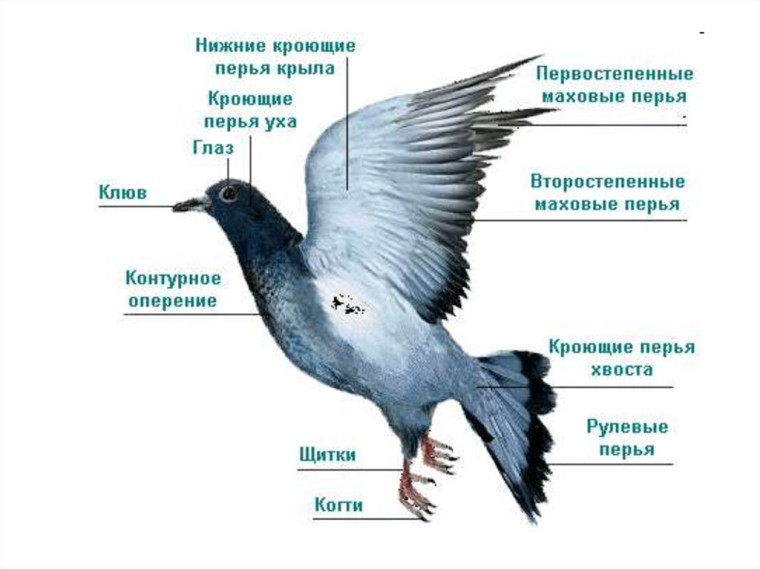 Урок биологии "Внешнее строение птиц".